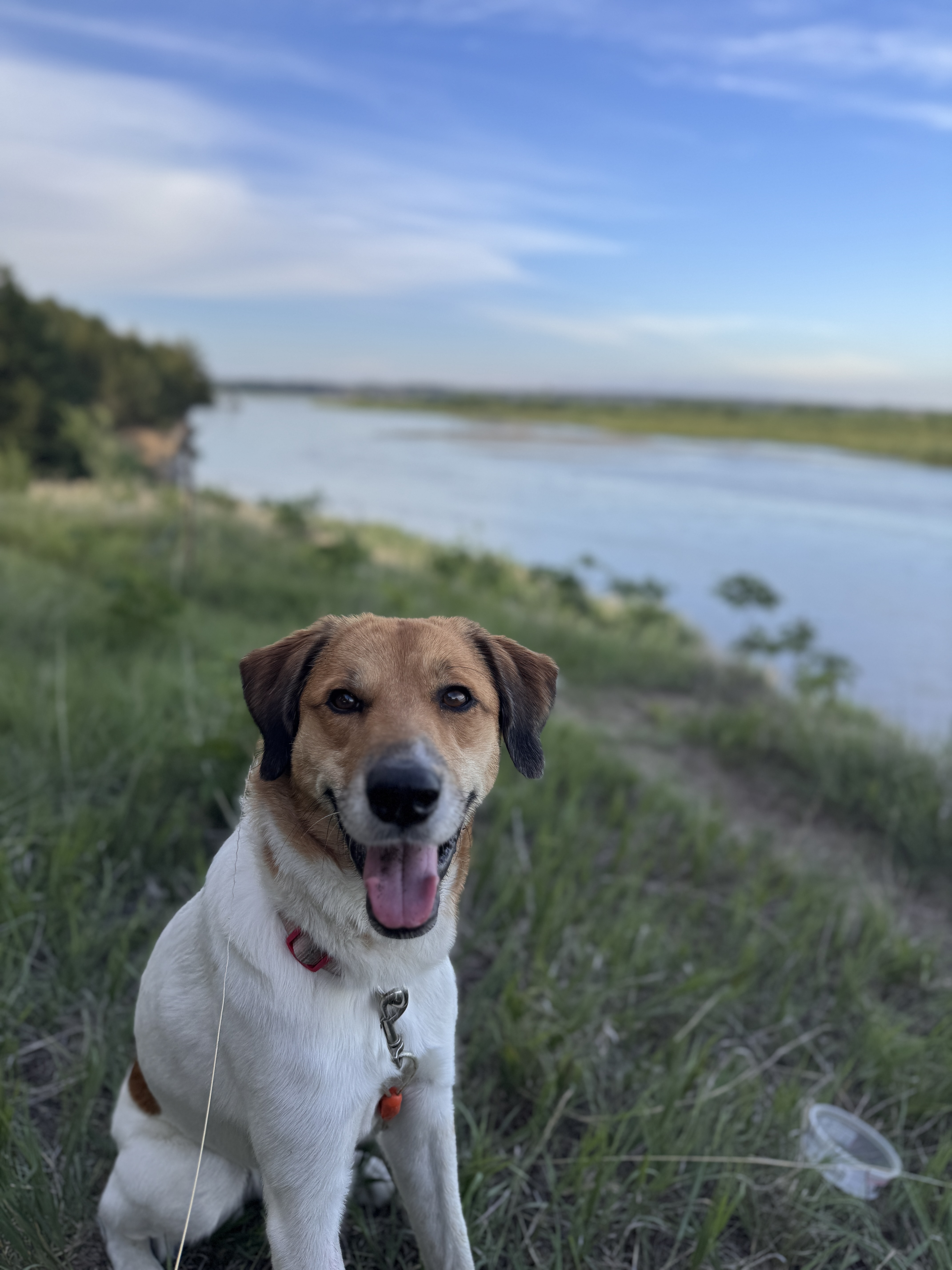 lost dog named Molly